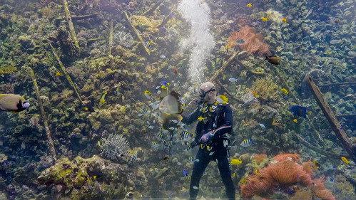 Het Echte Leven in de ZOO Season 1 Episode 1 - Episode 1