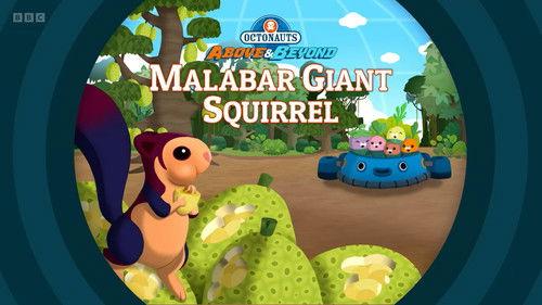 Octonauts: Above & Beyond Season 3 Episode 18 - Malabar Giant Squirrel