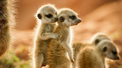 Wild Animals Babies Season 1 Episode 2 - Brothers & Sisters