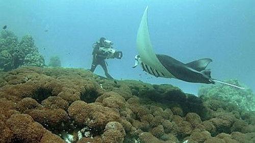 Natural World Season 29 Episode 3 - Andrea - Queen Of Mantas