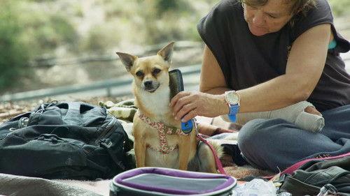 The Street Vet Season 1 Episode 8 - Shay & Shilo