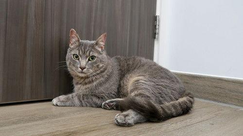 The Supervet: Noel Fitzpatrick Season 18 Episode 4 - Episode 4