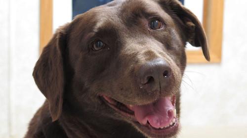 The Incredible Dr. Pol Season 12 Episode 6 - Be My Canine