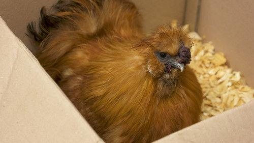 Dr. K's Exotic Animal ER Season 5 Episode 3 - Cock-a-Doodle-Don't