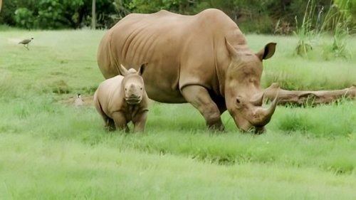 Crikey! It's the Irwins Season 2 Episode 4 - Big Day for Baby Rhino