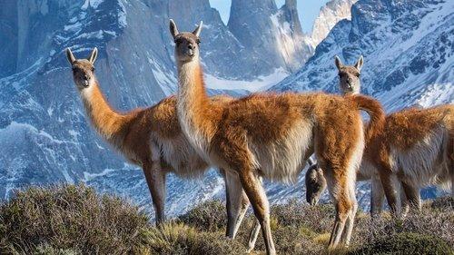 Seven Worlds, One Planet Season 1 Episode 3 - South America