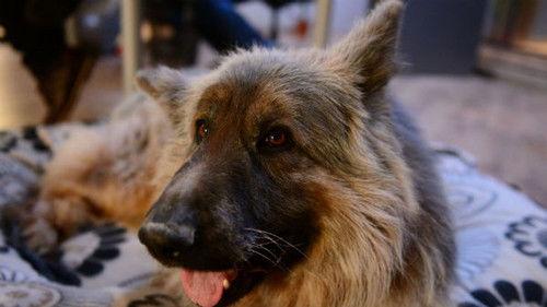 Komisarz Alex Season 5 Episode 9 - Episode 9