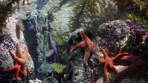 Natural World Season 16 Episode 7 - At the Edge of the Sea