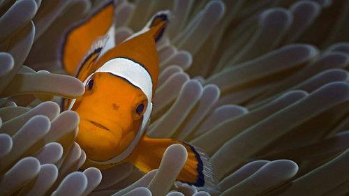 Life Season 1 Episode 4 - Fish