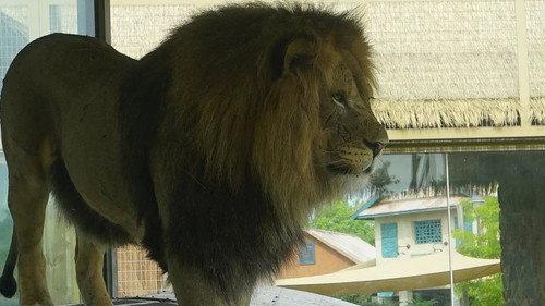 Secrets of the Zoo Season 5 Episode 7 - Roary the Lionheart