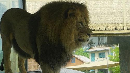 Secrets of the Zoo Season 5 Episode 7 - Roary the Lionheart