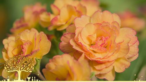 Gardeners' World Season 55 Episode 9 - Episode 9