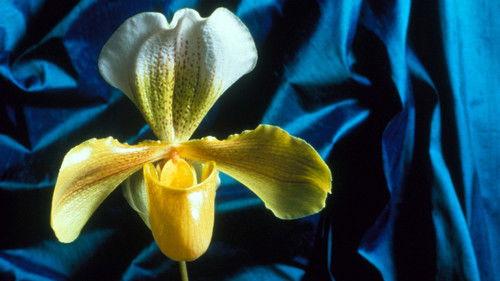 Nature Season 18 Episode 13 - Obsession with Orchids