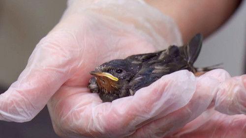 Joanna Page's Wild Life Season 1 Episode 14 - Episode 14