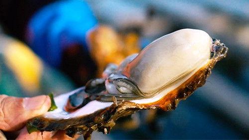 Dining with the Chef Season 8 Episode 22 - Cook Around Japan: Miyagi - Kesennuma's Sake and Oysters