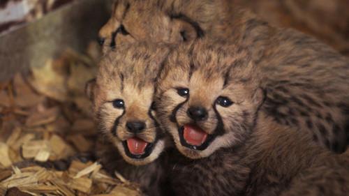 Dyrepasserne Season 14 Episode 13 - Cannelle føder