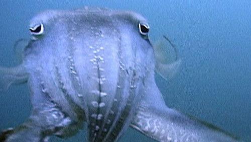 Nature Season 19 Episode 11 - Triumph of Life: Brain Power