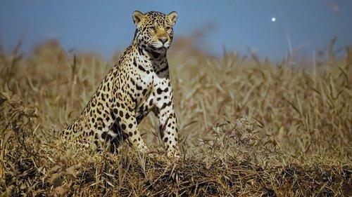 Earth at Night in Colour Season 1 Episode 3 - Jaguar Jungle