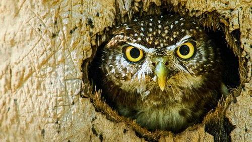 Natural World Season 39 Episode 8 - Wild Cuba: A Caribbean Journey (2)