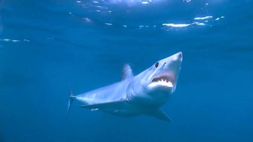 When Sharks Attack Season 1 Episode 3 - California Killer