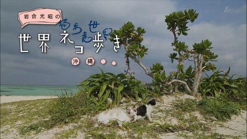 Mitsuaki Iwago's World “Cats” Travelogue Season 1 Episode 16 - Okinawa