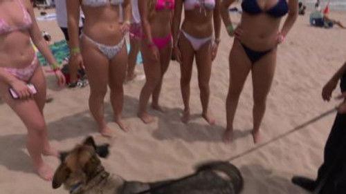 Cops Season 37 Episode 3 - Spring Break: Bombed at the Beach