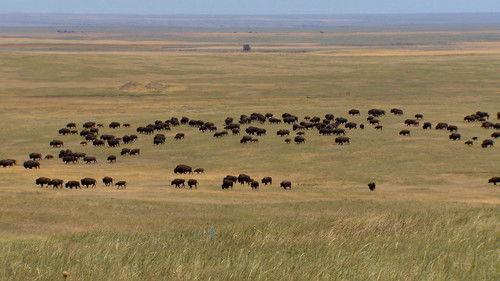 60 Minutes Season 55 Episode 6 - 10/23/2022: Dominion, American Prairie, Ina Garten