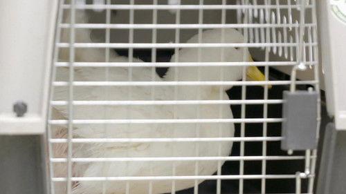 Secrets of the Zoo Season 3 Episode 5 - Duckumentary