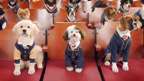 Pup Academy Season 1 Episode 1 - The Stray’s First Day