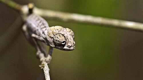 Madagascar Season 1 Episode 3 - Land of Heat and Dust