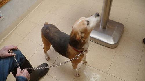 The Incredible Dr. Pol Season 24 Episode 3 - The Snow Must Go On