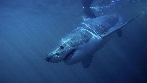 When Sharks Attack Season 3 Episode 2 - Nightmare Island