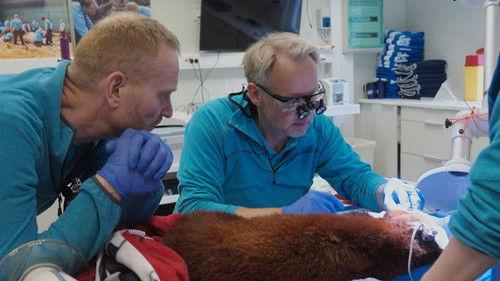 Dyrepasserne Season 12 Episode 12 - Episode 12