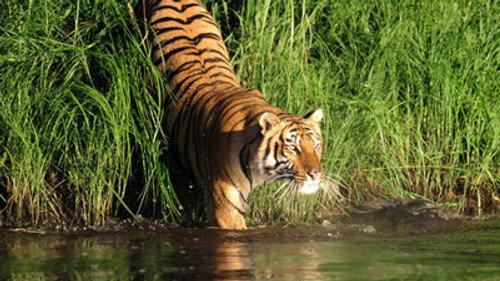 Natural World Season 28 Episode 10 - Man-Eating Tigers of the Sundarbans