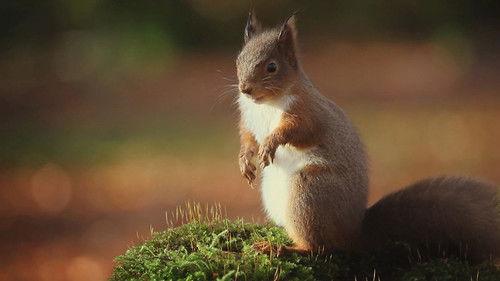 Natural World Season 35 Episode 8 - Ireland's Wild River: The Mighty Shannon
