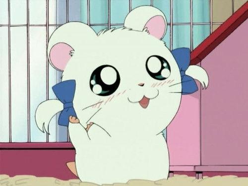 Hamtaro Season 1 Episode 15 - Bijou's Favorite Ribbon