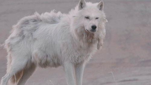 Kingdom of the White Wolf Season 1 Episode 1 - The Search