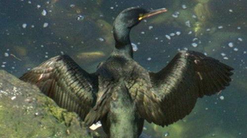 Iolo's Secret Life of Birds Season 1 Episode 2 - Feathering the Nest