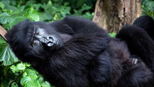 VICE Season 5 Episode 22 - Controlling the Narrative & Power to Congo