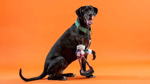 The Wizard of Paws Season 1 Episode 3 - Turbo-Roo & Thor