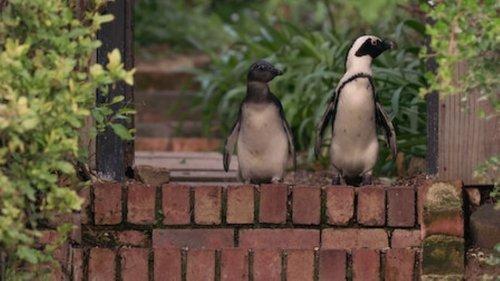 Penguin Town Season 1 Episode 7 - Beyond the Nest