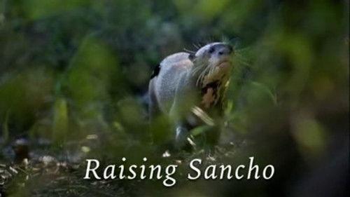 Natural World Season 27 Episode 2 - Raising Sancho