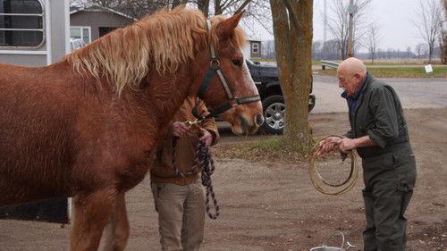 The Incredible Dr. Pol Season 23 Episode 4 - Athena the Great