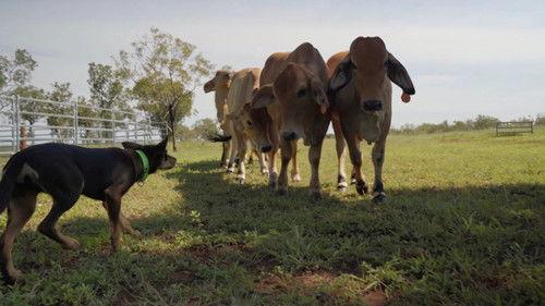 Muster Dogs Season 1 Episode 3 - Episode 3