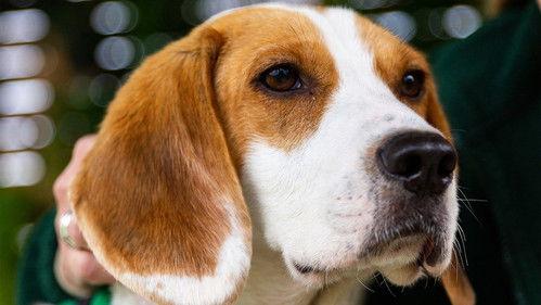 The Dog House Season 4 Episode 3 - Episode 3