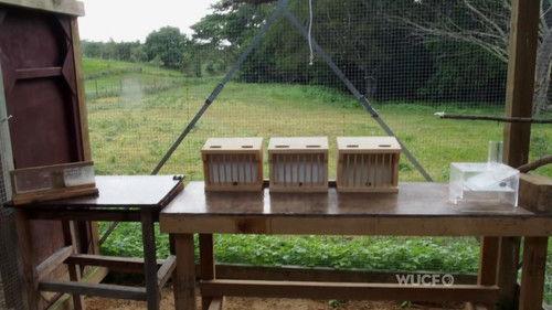 NOVA Season 41 Episode 17 - Inside Animal Minds: Bird Genius