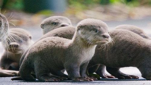 Wild City Season 1 Episode 5 - River World