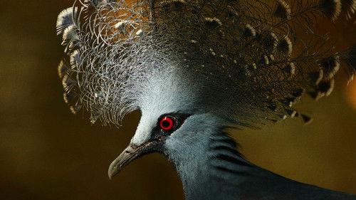 Paradise Islands Season 1 Episode 1 - Born of Fire