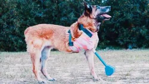 The Wizard of Paws Season 6 Episode 5 - Layla, An American Hero