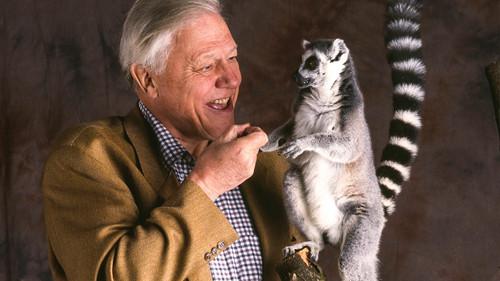 The Life of Mammals Season 1 Episode 5 - Meat Eaters